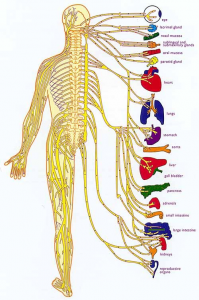 natural-results-adjustment