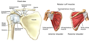 Natural Results Shoulder Detail