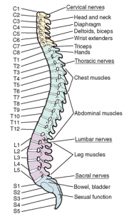 The human spine
