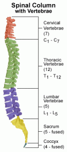 The human spine