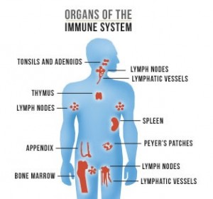 Organs of the immune system