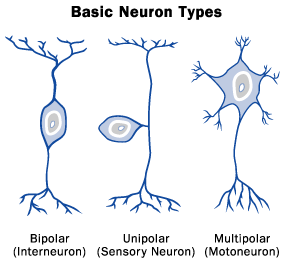 The types of neurons that Natural Results Chiropractic adjustments most benefits.